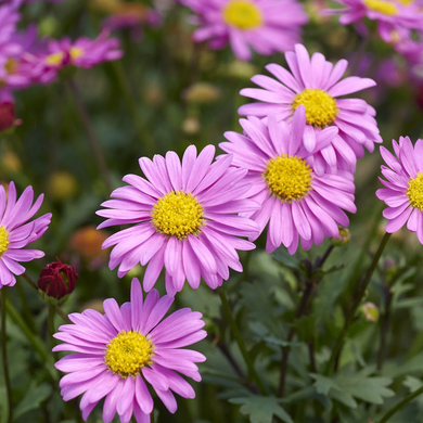 Fresco Candy River Daisy - 1 Gallon