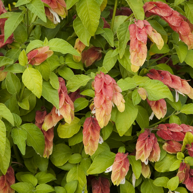 Shrimp Plant - 1 Gallon