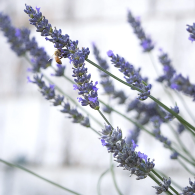 Phenomenal Lavender - 1 Gallon