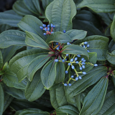 David Viburnum - 2 Gallon