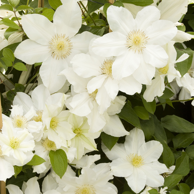 Toki Clematis - 1 Gallon