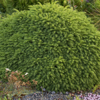 Little Gem Norway Spruce - 5 Gallon