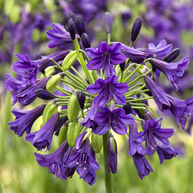 Purple Potion Agapanthus - 2 Gallon