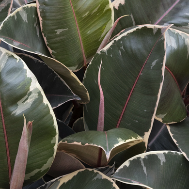 Tineke Rubber Plant - 3 Gallon
