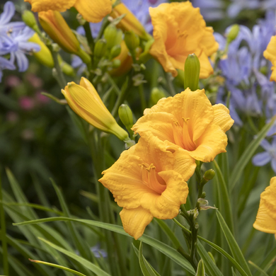 Endlesslily Orange Daylily - 1 Gallon