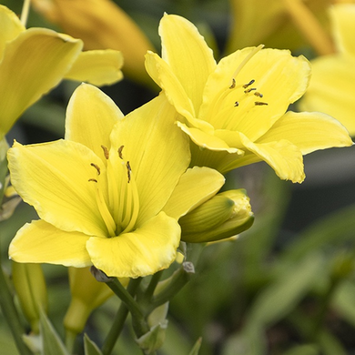Endlesslily Yellow Daylily - 1 Gallon