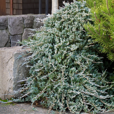 Blue Rug Juniper - 5 Gallon