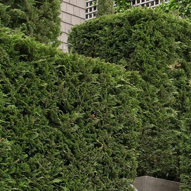 Leyland Cypress - 5 Gallon