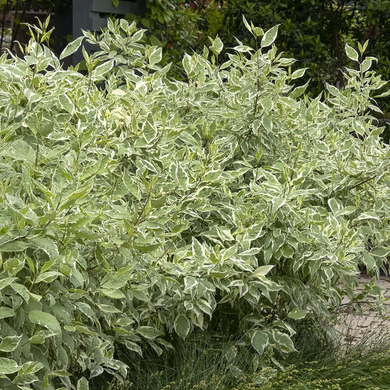 Variegated Red Twig Dogwood - 1 Gallon