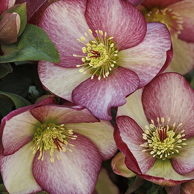 Ice N' Roses Rosado Hellebore - 1 Gallon