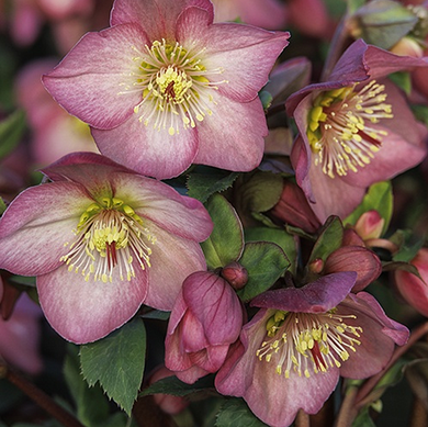 Ice N' Roses Rose Hellebore - 1 Gallon