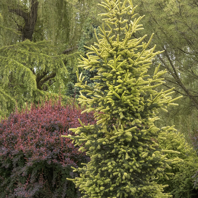 Sunburst Black Hills Spruce - 5 Gallon