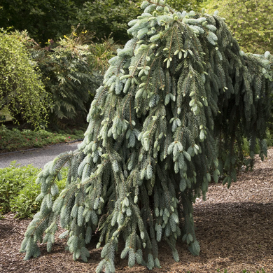 The Blues Blue Spruce - 5 Gallon