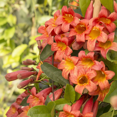 Tangerine Beauty Crossvine - 1 Gallon