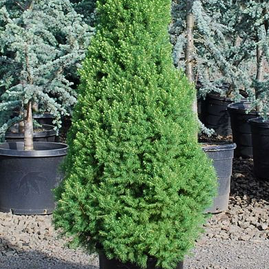 Dwarf Alberta Spruce - 5 Gallon
