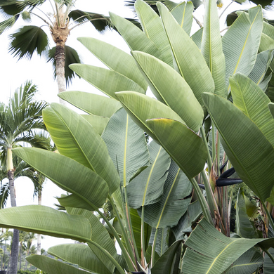 Giant Bird of Paradise - 1 Gallon