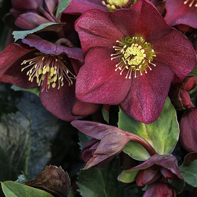 Ice N' Roses Red Hellebore - 1 Gallon