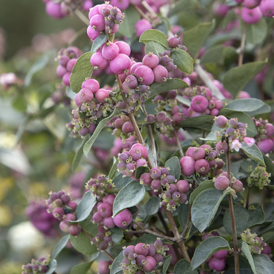 Pink Symphony Snowberry - 2 Gallon