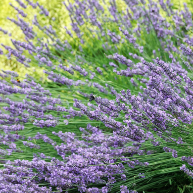 Phenomenal Lavender - 2 Gallon