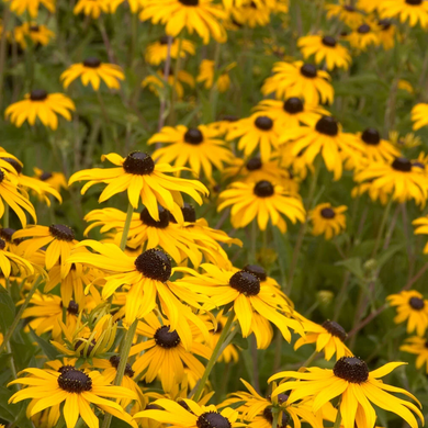 Goldsturm Black-Eyed Susan - 3 Gallon