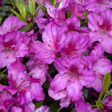 Double Shot Grape Azalea - 2 Gallon