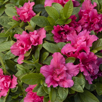 Double Shot Watermelon Azalea - 2 Gallon