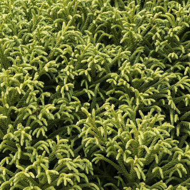 Dwarf Japanese Cedar - 5 Gallon