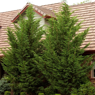 Emerald Isle Leyland Cypress