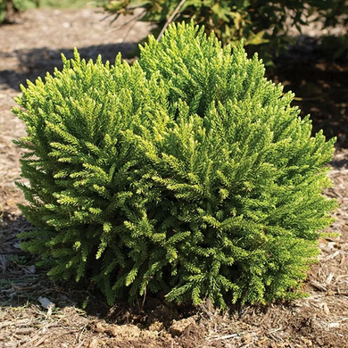 Dragon Prince Japanese Cedar - 1 Gallon