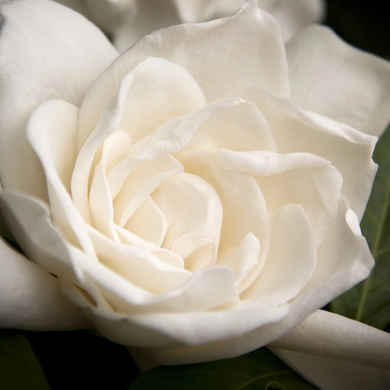Grafted Everblooming Gardenia - 2 Gallon