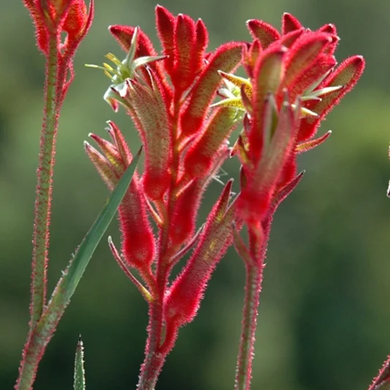 Bush Ballad Kangaroo Paw - 1 Gallon