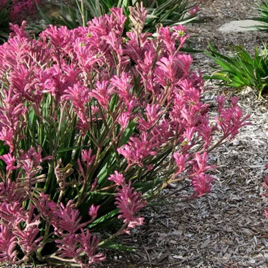 Bush Pearl Kangaroo Paw - 1 Gallon