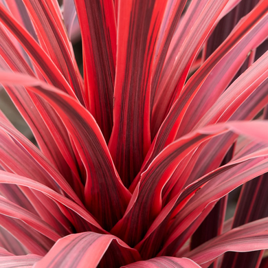 Charlie Boy Cordyline - 1 Gallon