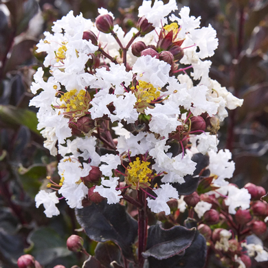 Summerlasting Coconut Crape Myrtle - 5 Gallon