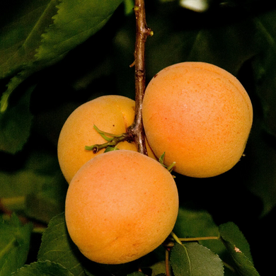 Tropic Gold Apricot - 10 Gallon