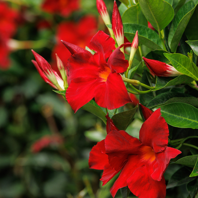 Sunvilla Giant Red Mandevilla - 1 Gallon