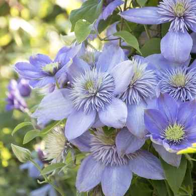 Blue Light Clematis - 1 Gallon