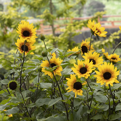 SunBelievable Brown Eyed Girl Sunflower - 2 Gallon