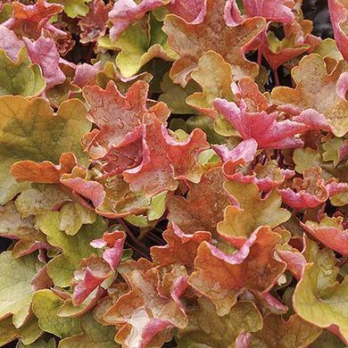 Sienna Sunrise Heuchera - 1 Gallon