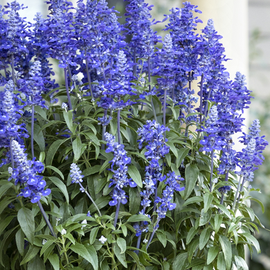 Sallyfun Deep Ocean Salvia - 1 Gallon