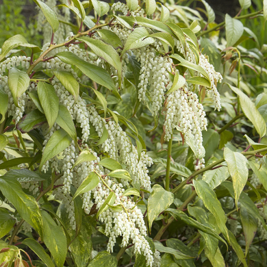 Rainbow Drooping Leucothoe -2 Gallon