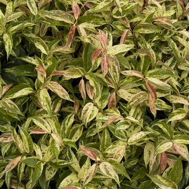 Rainbow Drooping Leucothoe -2 Gallon