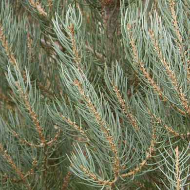 Singleleaf Pinyon - 10 Gallon