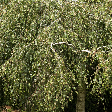 Young's Weeping Birch - 5 Gallon