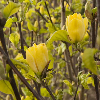 Yellow Bird Magnolia - 5 Gallon