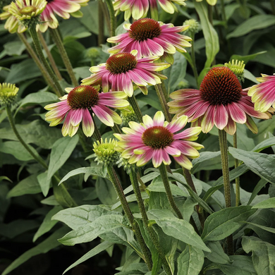 Sweet Sandia Coneflower - 1 Gallon