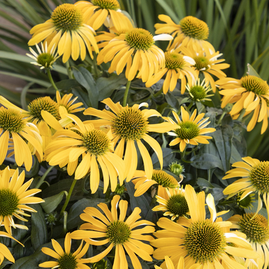 Evolution Yellow Falls Coneflower - 1 Gallon