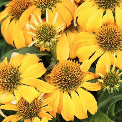 Guatemala Gold Coneflower - 1 Gallon