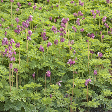 Luxuriant Fringed Bleeding Heart - 2 Gallon