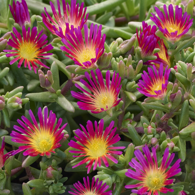 Delmara Fuchsia Ice Plant - 1 Gallon